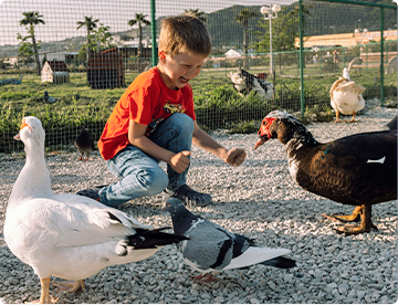 Dicas para viajar com o seu pet